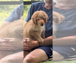 Puppy Coach Aussiedoodle