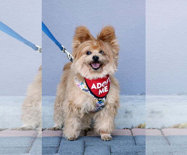 Medium Photo #2 Pomeranian-Unknown Mix Puppy For Sale in Mission Viejo, CA, USA