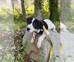 Small Photo #14 Border-Aussie Puppy For Sale in New York, NY, USA