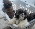 Puppy Lt blue collar Shih Tzu