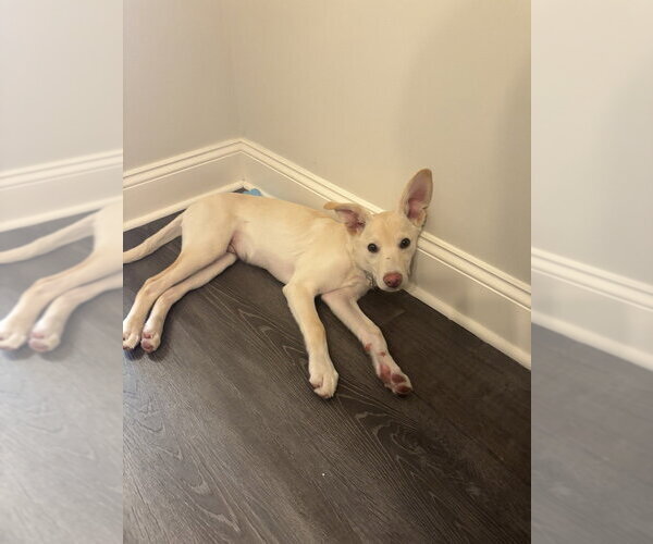 Medium Photo #8 Siberian Husky-Unknown Mix Puppy For Sale in Springdale, PA, USA