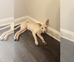 Small Photo #8 Siberian Husky-Unknown Mix Puppy For Sale in Springdale, PA, USA