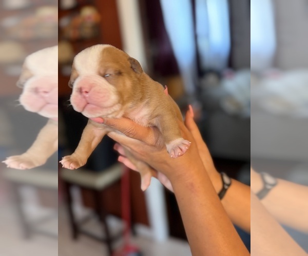 Medium Photo #1 Olde English Bulldogge Puppy For Sale in HAMMOND, IN, USA