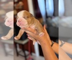 Puppy 4 Olde English Bulldogge