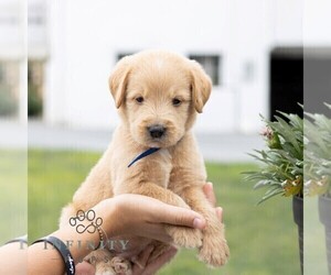 Labradoodle Puppy for sale in GAP, PA, USA