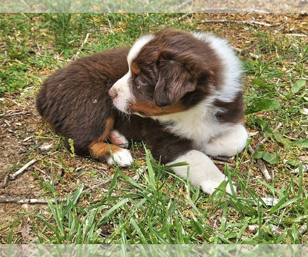 Medium Photo #3 Australian Shepherd Puppy For Sale in NELSON, VA, USA