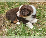 Small #2 Australian Shepherd