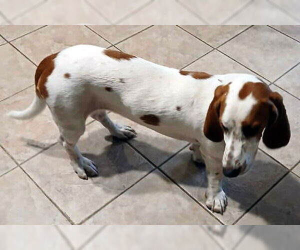 Medium Photo #4 Basset Hound Puppy For Sale in Deepwater, NJ, USA