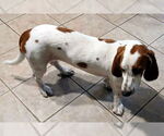 Small #3 Basset Hound