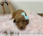 Puppy 6 Australian Labradoodle