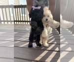 Small Photo #1 Maltipoo Puppy For Sale in KATY, TX, USA