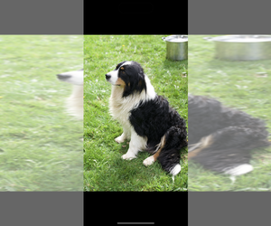 Mother of the Border-Aussie puppies born on 03/18/2026