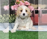 Small Bichpoo-Cavalier King Charles Spaniel Mix