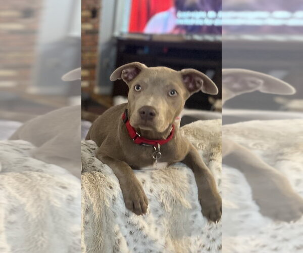 Medium Photo #4 Mutt Puppy For Sale in Oak Bluffs, MA, USA