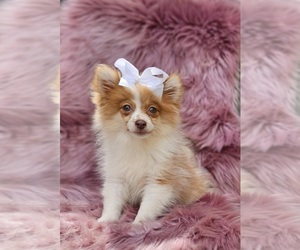 Pomeranian Puppy for sale in INDIANAPOLIS, IN, USA