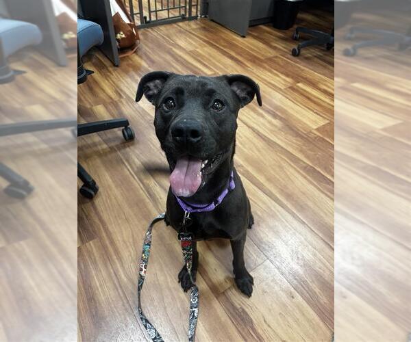 Medium Photo #2 American Pit Bull Terrier-Unknown Mix Puppy For Sale in Elk Grove, CA, USA