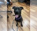 Small #1 American Pit Bull Terrier Mix