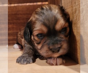 Cavanese Puppy for sale in PINK HILL, NC, USA