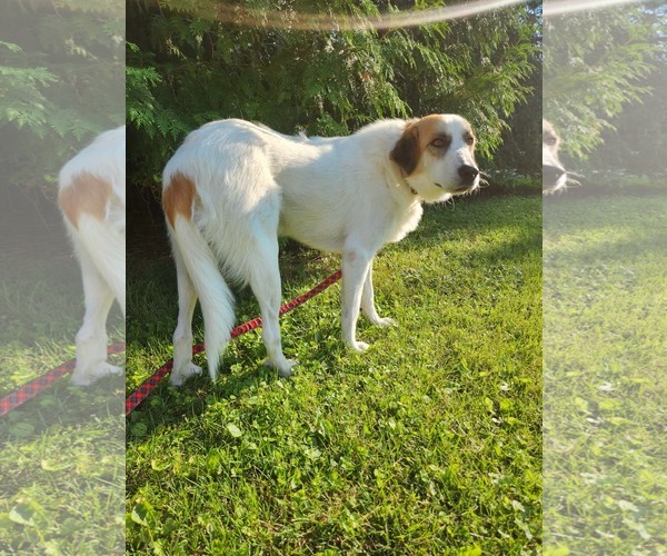Medium Photo #3 Great Pyrenees-Unknown Mix Puppy For Sale in New London, WI, USA