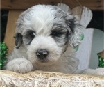 Small Photo #13 Sheepadoodle Puppy For Sale in HUNTINGTON BEACH, CA, USA
