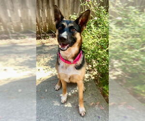 German Shepherd Dog Dogs for adoption in Long Beach, CA, USA