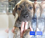 Small #3 Mastiff Mix