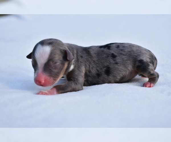 Medium Photo #2 Miniature Australian Shepherd Puppy For Sale in PALM COAST, FL, USA