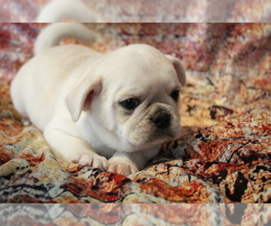 Pug Puppy for sale in Abilene, KS, USA