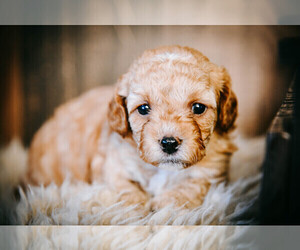 Cavapoo-ShihPoo Mix Puppy for Sale in BEL AIR, Maryland USA
