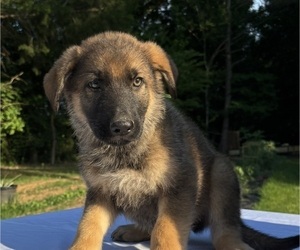 German Shepherd Dog Puppy for Sale in MOSCOW, Tennessee USA