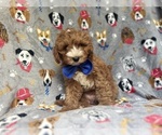 Small #1 Cavapoo
