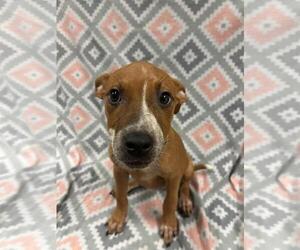 Mutt Dogs for adoption in Rockwall, TX, USA