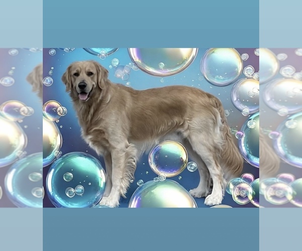 Medium Photo #1 English Cream Golden Retriever Puppy For Sale in BUSHNELL, FL, USA