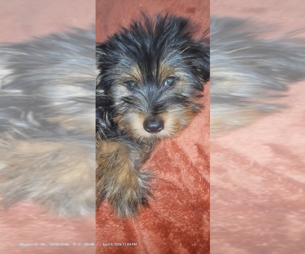 Medium Photo #14 Yorkshire Terrier Puppy For Sale in AKRON, OH, USA
