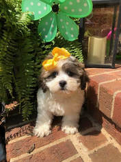 Bichon Frise Puppy for sale in CANDLER, NC, USA