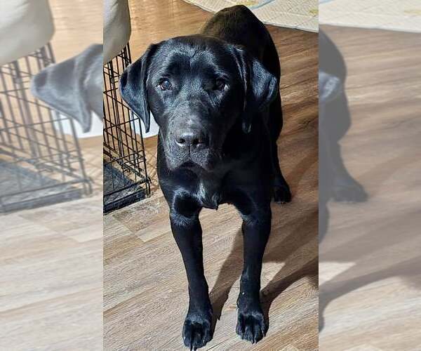 Medium Photo #3 Labrador Retriever Puppy For Sale in Lee's Summit, MO, USA