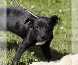 Labrador Retriever-Unknown Mix Dogs for adoption in Yardley, PA, USA