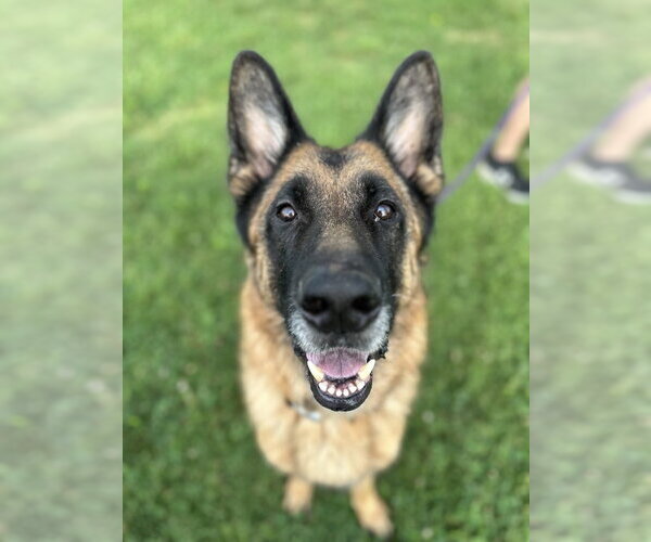 Medium Photo #3 German Shepherd Dog Puppy For Sale in Evansville, IN, USA