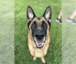 Small #2 German Shepherd Dog