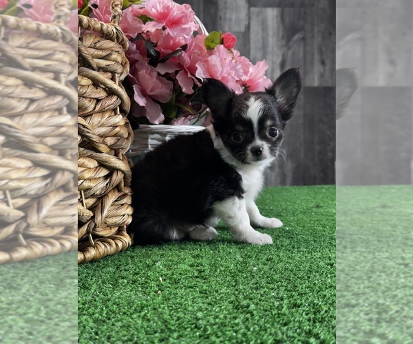 Medium Photo #2 Chihuahua Puppy For Sale in CANOGA, NY, USA