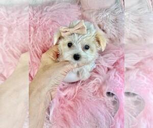 Maltese Puppy for sale in JACKSONVILLE, FL, USA
