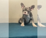 Small Photo #7 French Bulldog Puppy For Sale in SAN ANTONIO, TX, USA