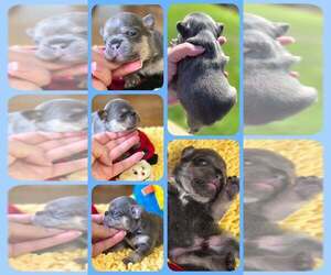 French Bulldog Puppy for sale in BOSTON, KY, USA