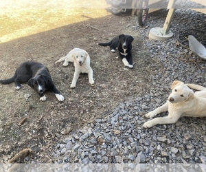 Border Collie-Great Pyrenees Mix Puppy for sale in HURLEY, SD, USA