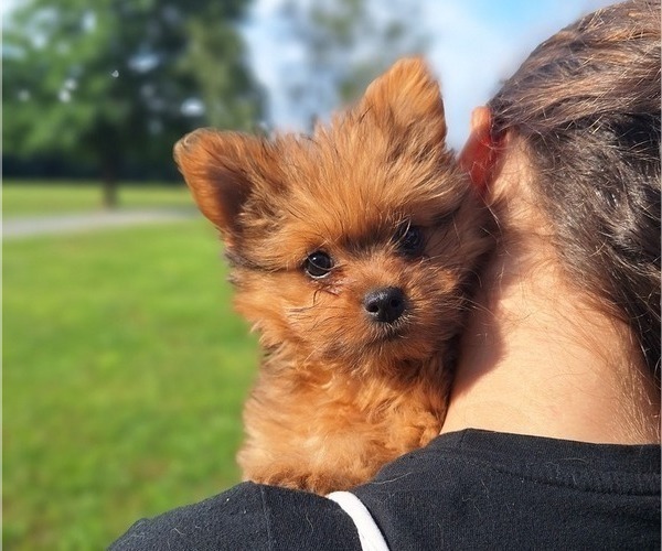 Medium Photo #1 Yoranian Puppy For Sale in LEWISBURG, KY, USA