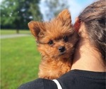 Puppy 3 Yoranian