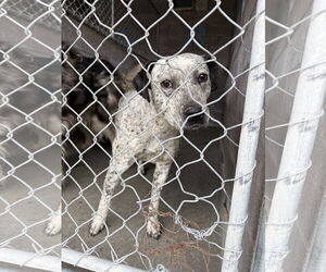 Mutt Dogs for adoption in Las Vegas, NM, USA