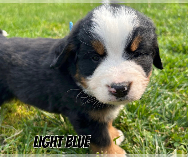 Medium Photo #3 Bernese Mountain Dog Puppy For Sale in KIRKSVILLE, MO, USA