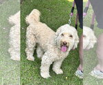 Small Photo #2 Aussiedoodle Miniature  Puppy For Sale in Garner, NC, USA