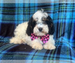 Cavapoo Puppy for sale in LAKELAND, FL, USA